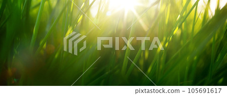 Wild green grass in a forest clearing at sunset. Macro image, shallow depth of field. Abstract background of summer and spring nature. 105691617