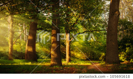 Beautiful rays of sunlight in a green summer oak forest; Beautiful rays of sunlight in a green summer oak forest; 105691618