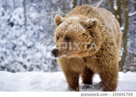 Wild brown bear (Ursus arctos) in winter forest. Natural habitat. Winter season. Wild brown bear (Ursus arctos) in winter forest. Natural habitat. Winter season. 105691709