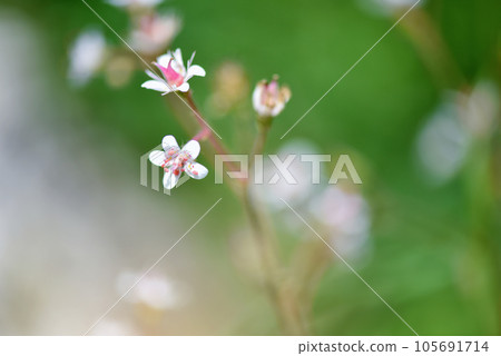 Flowers background. Flowers Saxifraga closeup on natural background. Soft focus Flowers background. Flowers Saxifraga closeup on natural background. Soft focus 105691714