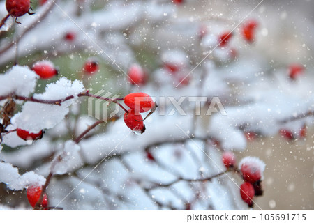 Frosted red rose hips in the winter garden Frosted red rose hips in the winter garden 105691715
