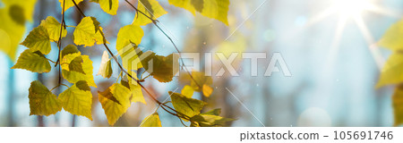 Beautiful autumn landscape with yellow autumn trees and sun. Colorful foliage in the forest. natural background Beautiful autumn landscape with yellow autumn trees and sun. Colorful foliage in the forest. natural background 105691746