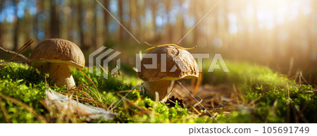 Edible cep mushrooms in a sunny autumn forest Edible cep mushrooms in a sunny autumn forest 105691749