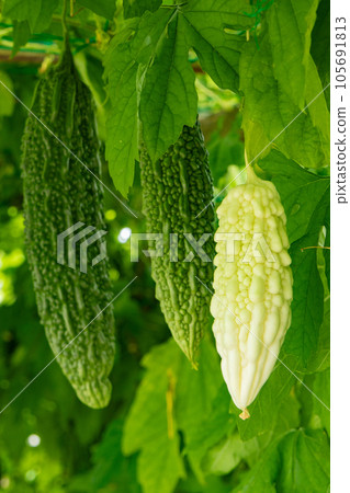 八月菜園（白苦瓜、綠苦瓜） 105691813