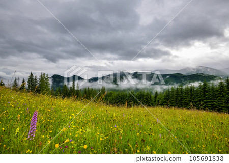 Splendid mountain valley is covered with fog after the rain with green alpine meadows. 105691838