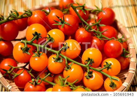Colorful mini tomatoes freshly picked summer vegetables 105691943