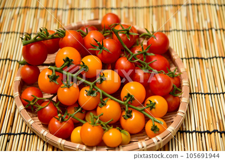 Popular fresh mini tomatoes harvested from a kitchen garden Popular fresh mini tomatoes harvested from a kitchen garden 105691944