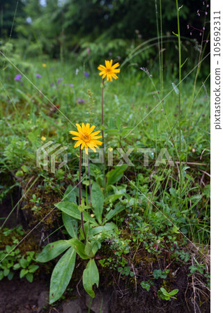 Arnica flowers (Arnica montana) on natural background. Medicinal plants. 105692311