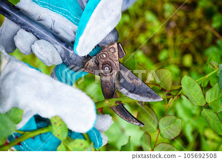 Pruning roses in the garden, gardener's hands with secateurs 105692508