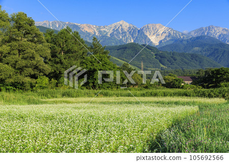 白馬村夏日風景八方尾根 白馬村夏日風景八方尾根 105692566
