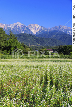 白馬村夏日風景八方尾根 105692569