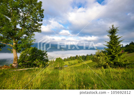 Splendid mountain valley is covered with fog and green alpine meadows. Foggy landscape 105692812