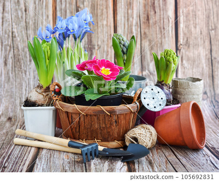 Spring flowers and gardening tools on a rustic wooden background. Gardening concept Spring flowers and gardening tools on a rustic wooden background. Gardening concept 105692831