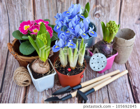 Spring flowers and gardening tools on a rustic wooden background. Gardening concept Spring flowers and gardening tools on a rustic wooden background. Gardening concept 105692845