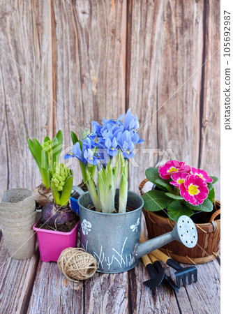Spring flowers and gardening tools on a rustic wooden background. Gardening concept Spring flowers and gardening tools on a rustic wooden background. Gardening concept 105692987