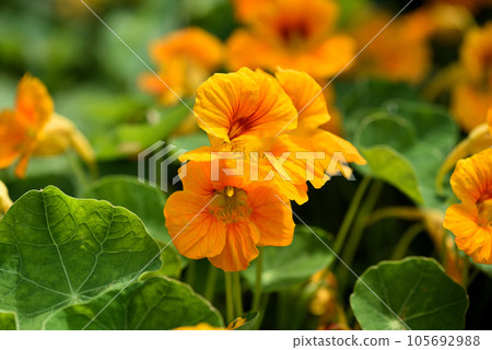 Close-up of vibrant yellow nasturtium or tropaeolum majus flowers in the garden. Selective focus Close-up of vibrant yellow nasturtium or tropaeolum majus flowers in the garden. Selective focus 105692988