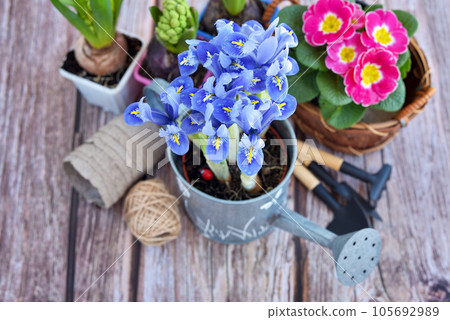 Iris flowers, plants and garden tools on a old wooden table Iris flowers, plants and garden tools on a old wooden table 105692989