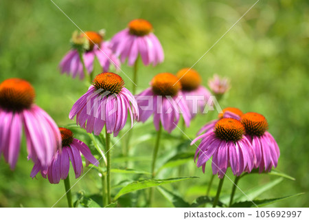 Echinacea flowers (Echinacea purpurea) against natural background 105692997