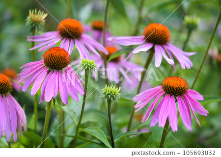 Echinacea flowers (Echinacea purpurea) in the garden Echinacea flowers (Echinacea purpurea) in the garden 105693032