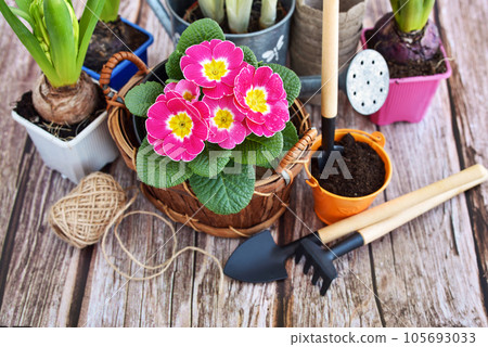 Garden tools, flowers and plants on a rustic wooden background. Gardening concept. Top view Garden tools, flowers and plants on a rustic wooden background. Gardening concept. Top view 105693033