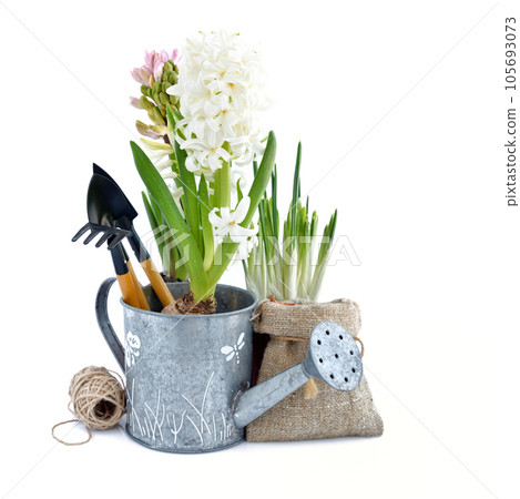 Spring hyacinth flowers and gardening tools on white background. Gardening concept Spring hyacinth flowers and gardening tools on white background. Gardening concept 105693073