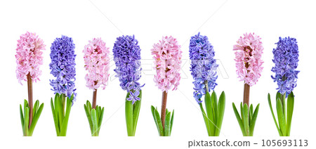 Vibrant multicolored hyacinth spring flowers isolated on white background Vibrant multicolored hyacinth spring flowers isolated on white background 105693113