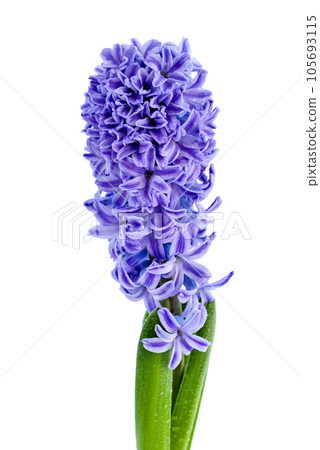 Blue Hyacinth flower isolated on white background 105693115