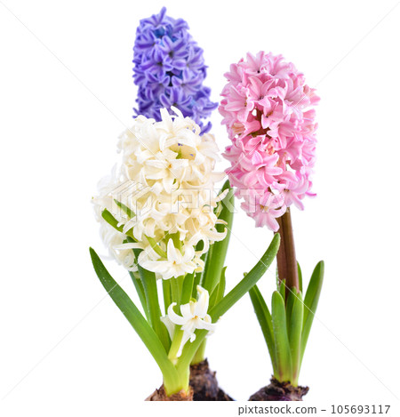 Vibrant multicolored hyacinth spring flowers on white background Vibrant multicolored hyacinth spring flowers on white background 105693117