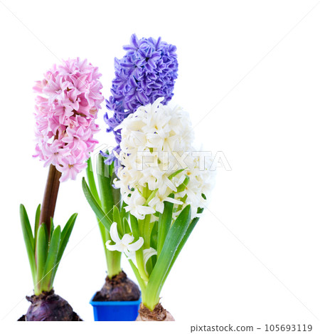 Vibrant multicolored hyacinth spring flowers on white background Vibrant multicolored hyacinth spring flowers on white background 105693119