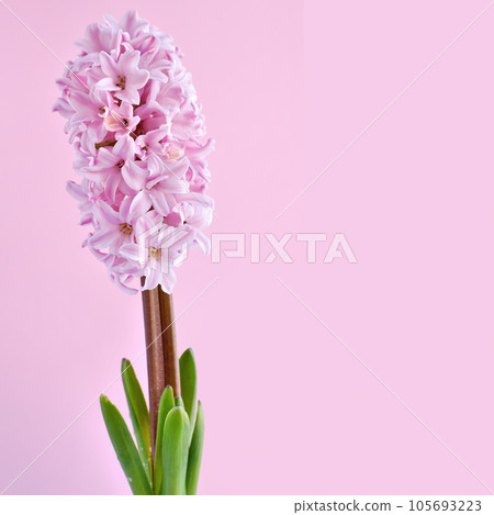 A pink hyacinth spring flowers on pink background with space for text A pink hyacinth spring flowers on pink background with space for text 105693223
