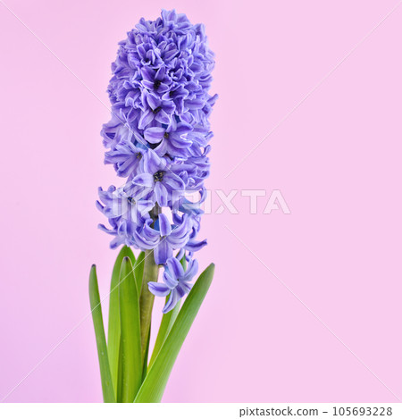 Blue Hyacinth flower on pink background with space for text Blue Hyacinth flower on pink background with space for text 105693228