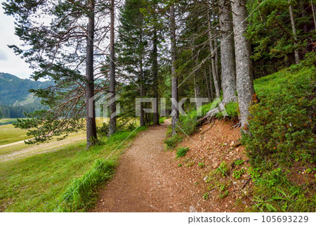 Hiking path in the forest near Black Lake (Crno Jezero) in Durmitor Nacional Park 105693229