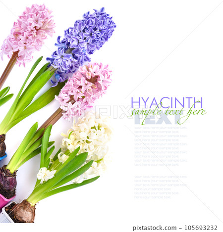 Vibrant multicolored hyacinth spring flowers on white background with space for text. Top view Vibrant multicolored hyacinth spring flowers on white background with space for text. Top view 105693232