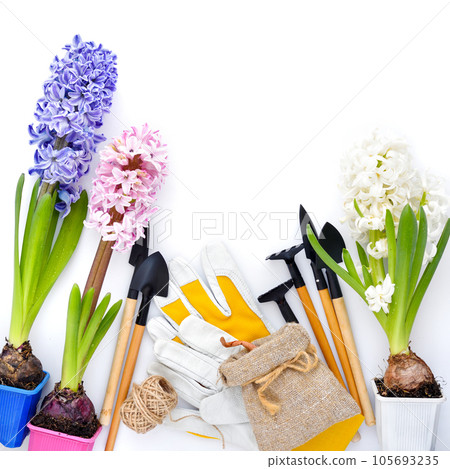Spring hyacinth flowers and gardening tools on white background. Gardening concept. Top view 105693235