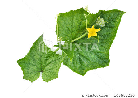Branch cucumber plant with flowers isolated on white background. Top view 105693236