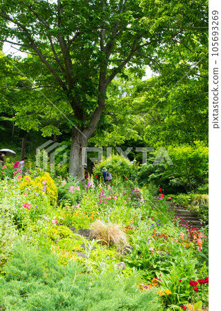 《Kobe City》 Botanical garden located in the mountains Nunobiki Herb Garden / 《Kobe City》 Botanical garden located in the mountains Nunobiki Herb Garden / 105693269