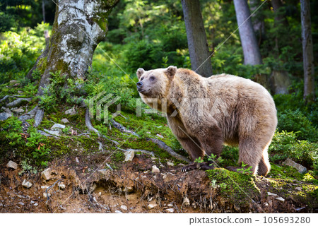 Brown Bear (Ursus arctos) on the edge of the forest 105693280