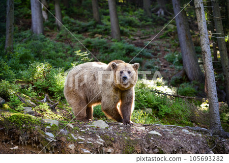 Young brown bear (Ursus arctos) on the edge of the forest 105693282