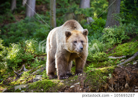 Young brown bear (Ursus arctos) on the edge of the forest Young brown bear (Ursus arctos) on the edge of the forest 105693287