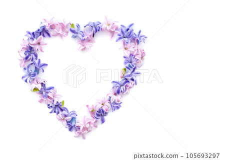 Heart symbol made of fresh hyacinth flowers isolated on white background. 105693297