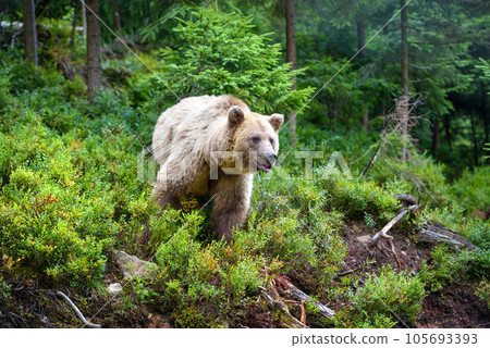 Wild Brown Bear (Ursus Arctos) in the summer forest. Animal in natural habitat. 105693393