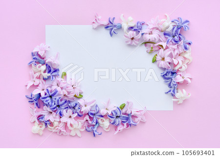 Flowers composition. Frame made of hyacinth flowers on pink background. Flat lay, top view Flowers composition. Frame made of hyacinth flowers on pink background. Flat lay, top view 105693401