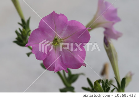 夏日花園裡盛開的粉色矮牽牛花 夏日花園裡盛開的粉色矮牽牛花 105693438