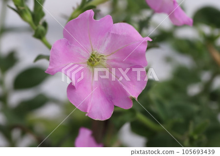 夏日花園裡盛開的粉色矮牽牛花 夏日花園裡盛開的粉色矮牽牛花 105693439