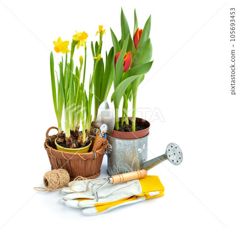 Narcissus flowers, tulips and gardening tools on white background. Gardening concept Narcissus flowers, tulips and gardening tools on white background. Gardening concept 105693453