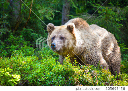Wild Brown Bear (Ursus Arctos) in the summer forest. Animal in natural habitat. Wild Brown Bear (Ursus Arctos) in the summer forest. Animal in natural habitat. 105693456