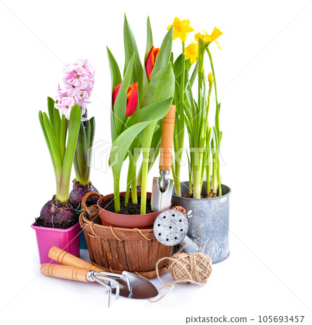 Spring hyacinth, tulips, narcissus flowers and gardening tools on white background 105693457