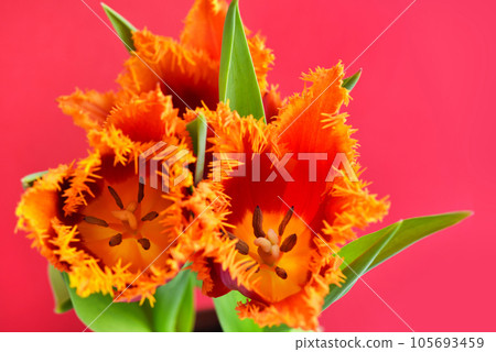 Close-up of a red-orange terry tulips on red background. Spring floral background. Soft focus. Close-up of a red-orange terry tulips on red background. Spring floral background. Soft focus. 105693459