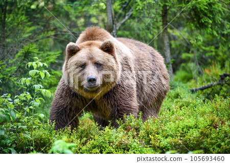 Wild Brown Bear (Ursus Arctos) in the summer forest. Animal in natural habitat. Wild Brown Bear (Ursus Arctos) in the summer forest. Animal in natural habitat. 105693460