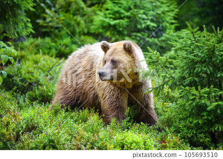 Young brown bear (Ursus arctos) in the summer forest. Animal in natural habitat. 105693510